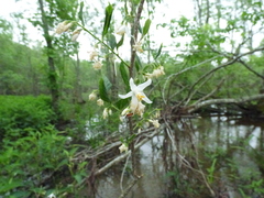 Styrax americanus