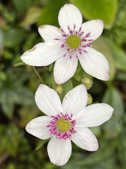 Knowltonia hepaticifolia