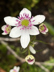 Knowltonia hepaticifolia