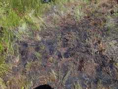 Capensibufo tradouwi