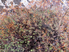 Hypericum empetrifolium