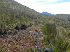 Capensibufo tradouwi