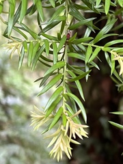 Saxegothaea conspicua