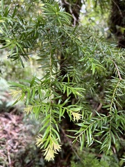 Saxegothaea conspicua