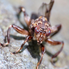 Ropalomeridae