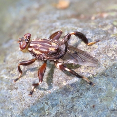 Ropalomeridae