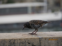 Sturnus vulgaris