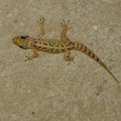 Phyllodactylus lanei