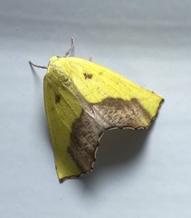 Drepanogynis cambogiaria