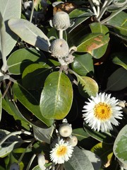 Pachystegia insignis