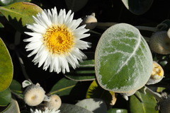 Pachystegia insignis