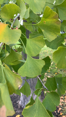 Ginkgo biloba