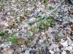 Eleocharis tenuis verrucosa