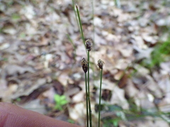 Eleocharis tenuis verrucosa