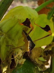 Anisoscelis marginellus