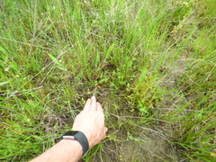 Agrostis elliottiana