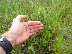 Agrostis elliottiana