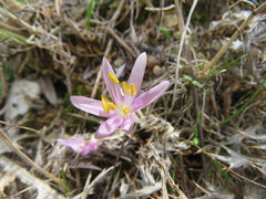 Colchicum pusillum