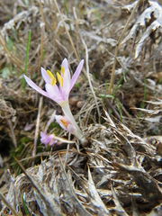 Colchicum pusillum