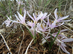 Colchicum pusillum