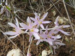 Colchicum pusillum