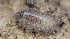 Chaetophiloscia cellaria