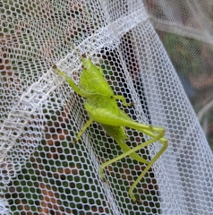 Subria