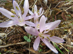 Colchicum pusillum
