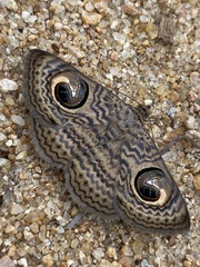 Calliodes pretiosissima