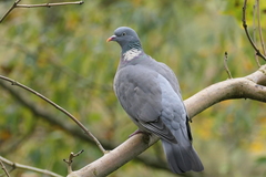 Columba palumbus