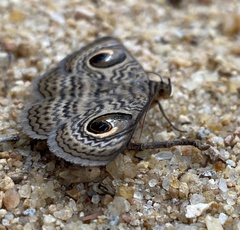 Calliodes pretiosissima