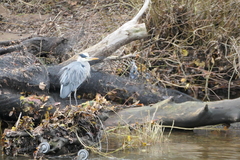 Ardea cinerea
