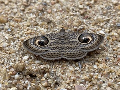 Calliodes pretiosissima