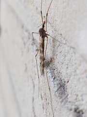 Tipula confusa