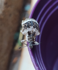 Cydianerus bifasciatus