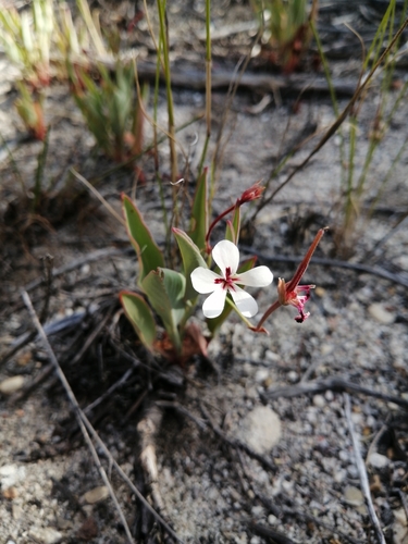 Image of Pelargonium lanceolatum by (c) Danie Palm, some rights reserved (CC BY)