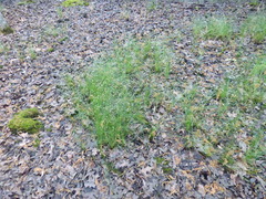 Eleocharis tenuis verrucosa