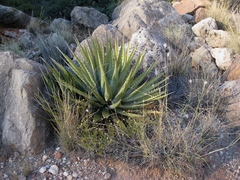 Agave utahensis kaibabensis