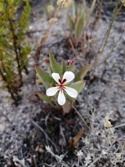 Pelargonium lanceolatum