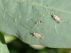 Gargaphia subpilosa