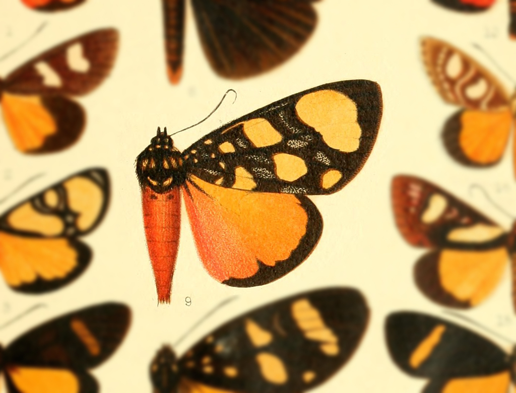 Heraclia thruppi