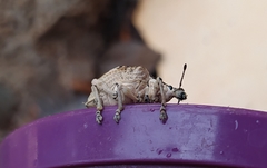 Cydianerus bifasciatus