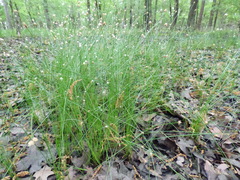 Eleocharis tenuis verrucosa