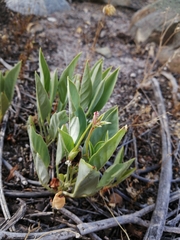 Pelargonium lanceolatum