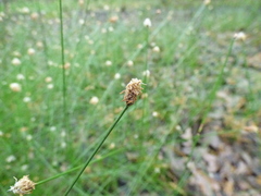 Eleocharis tenuis verrucosa