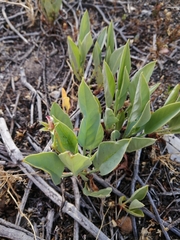 Pelargonium lanceolatum
