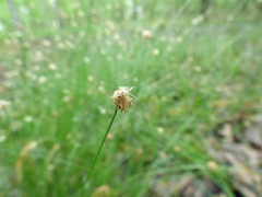 Eleocharis tenuis verrucosa