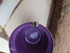 Cydianerus bifasciatus