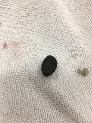 Cuterebra emasculator