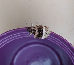Cydianerus bifasciatus